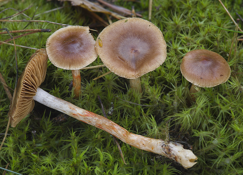 Cortinarius colus